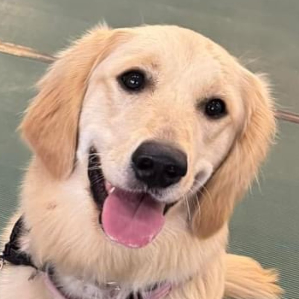 Meet your Posher, Sherri